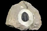 Dalejeproetus Trilobite - Uncommon Moroccan Proetid #165930-1
